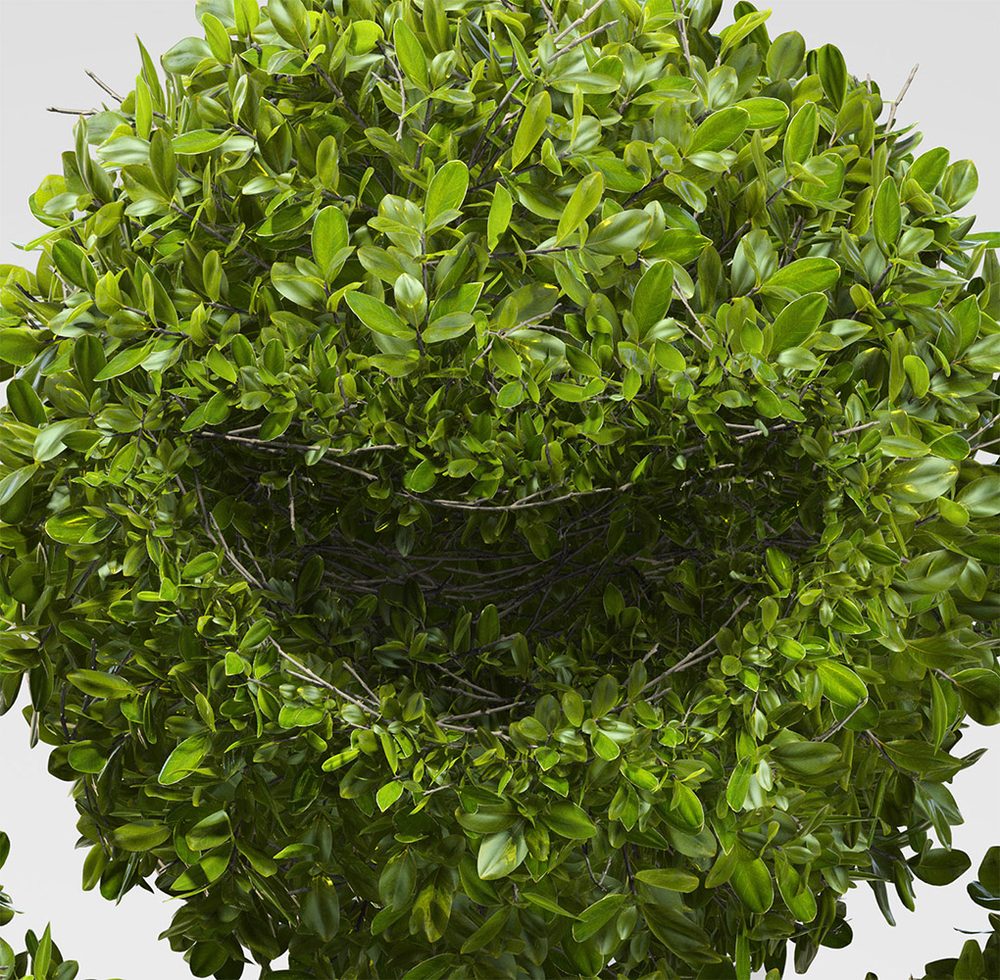 DOW Olympics: close-up of the leaf detail on the face