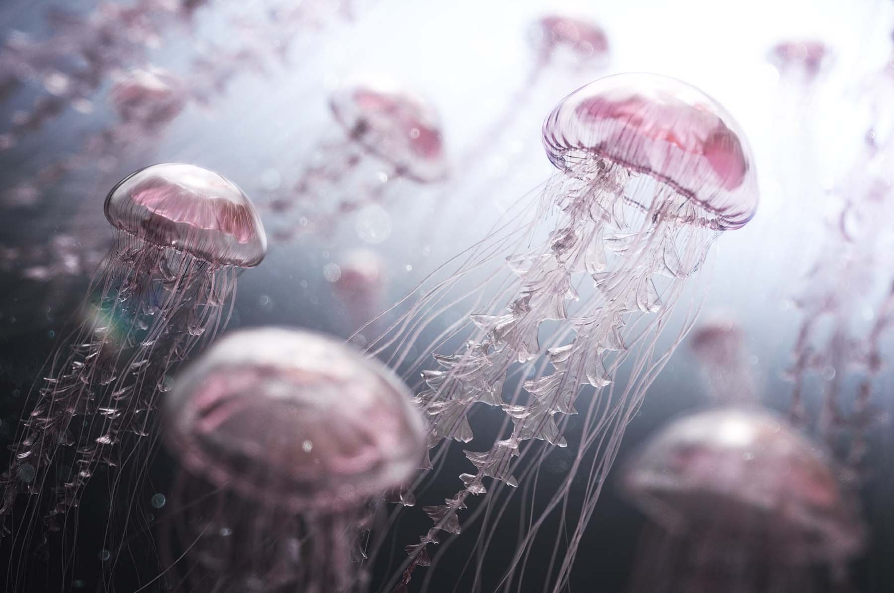 Jellyfish Rise