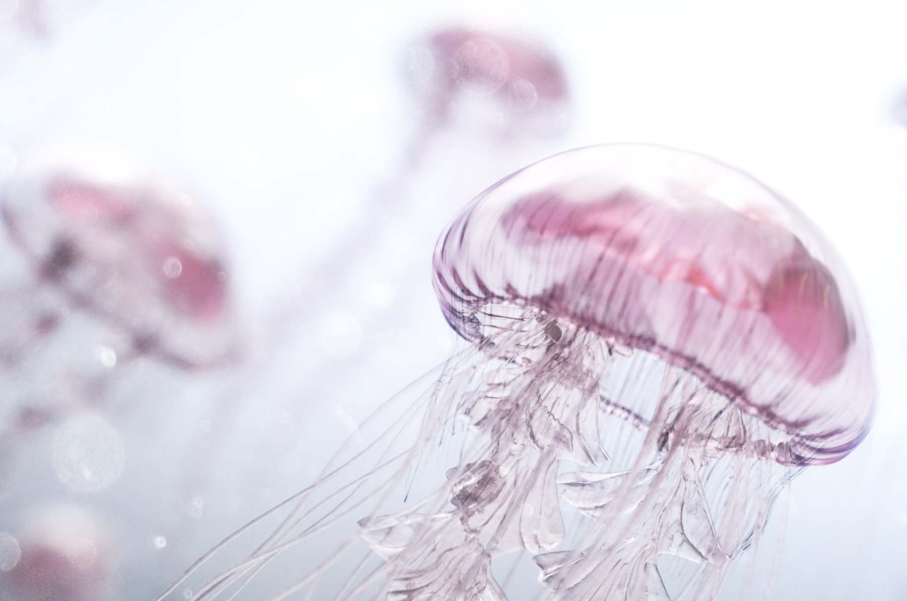 Jellyfish Rise, image 2