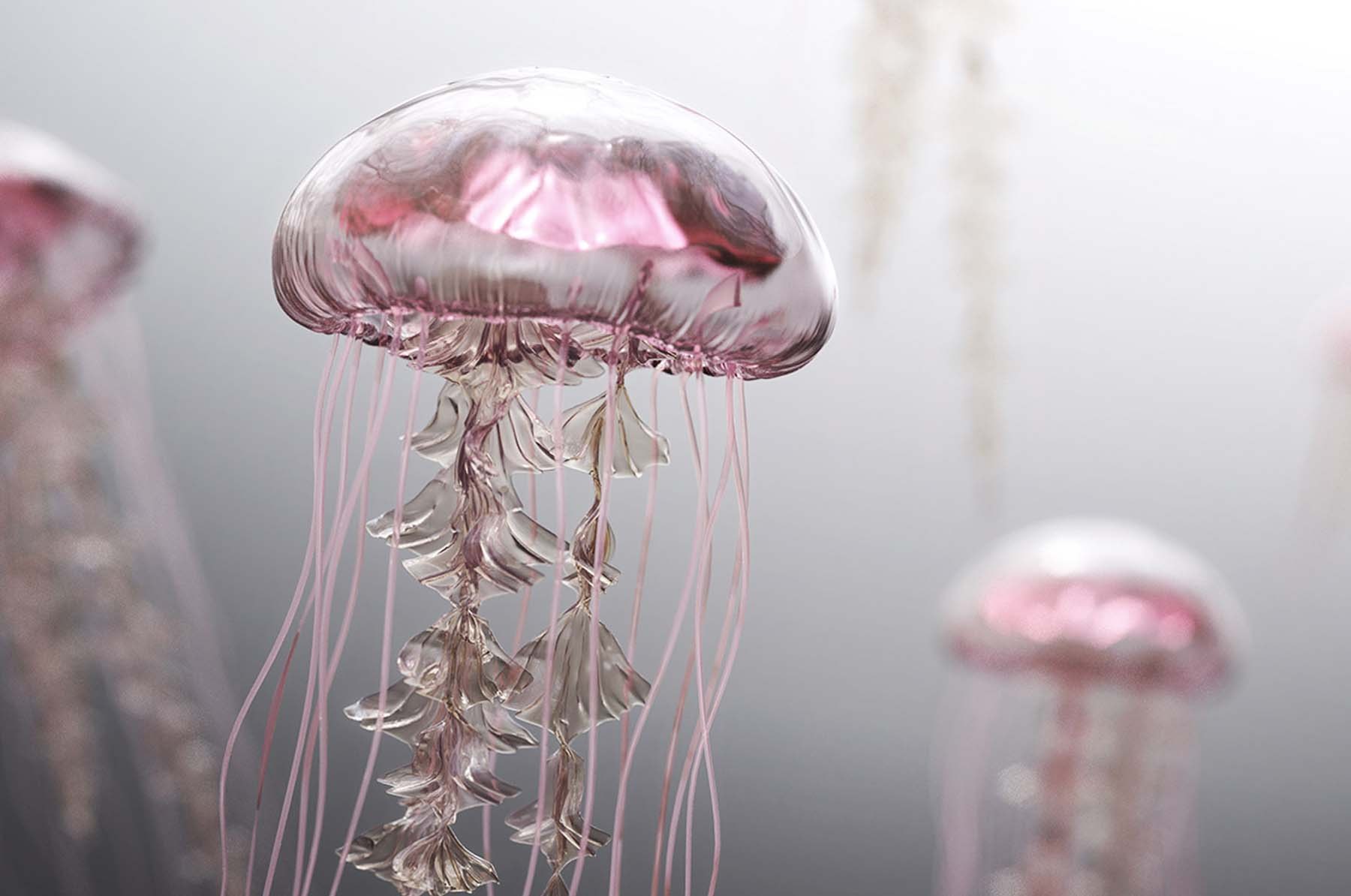 Jellyfish Rise, image 3