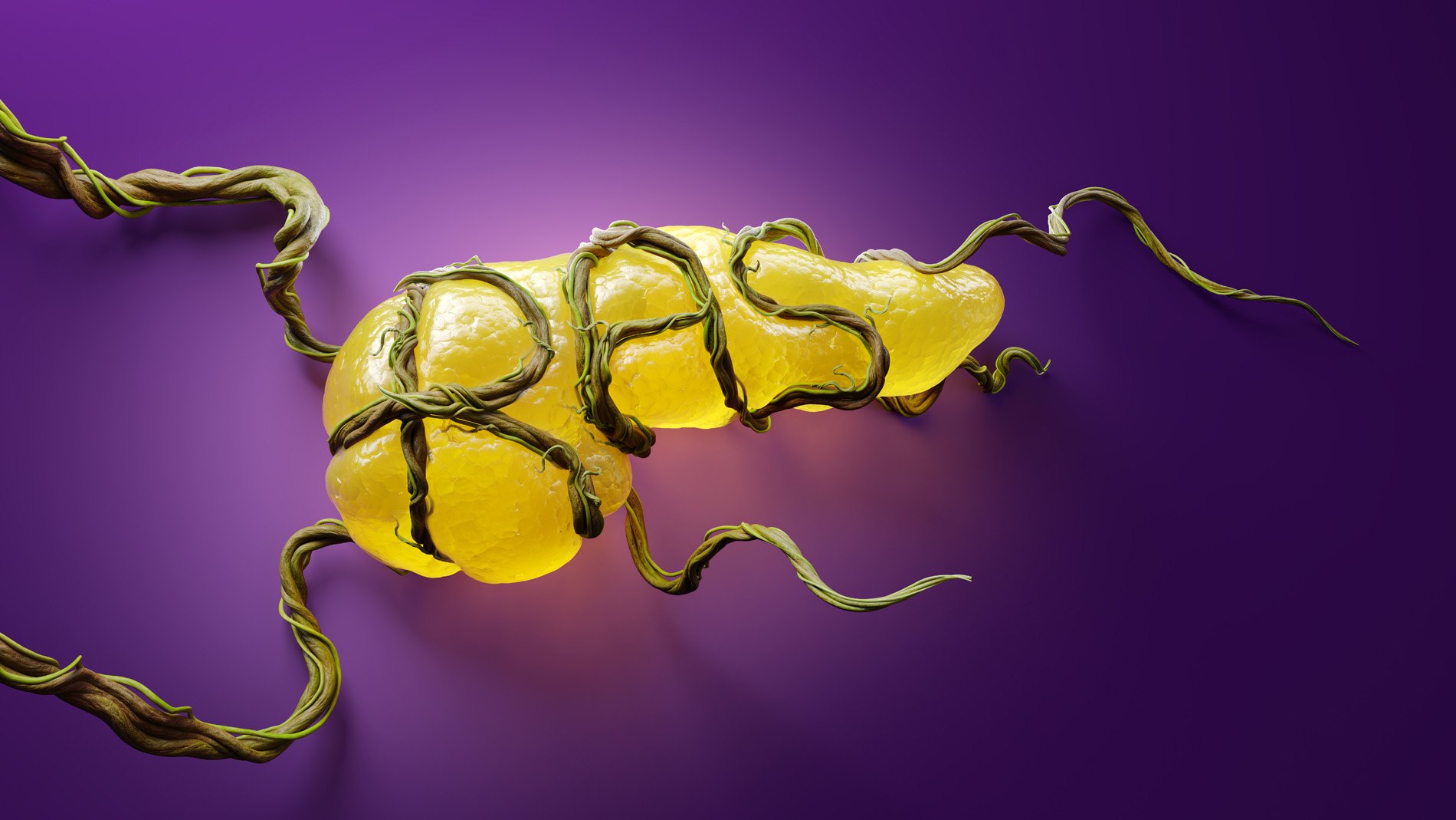 Pancreas Vines, image 1