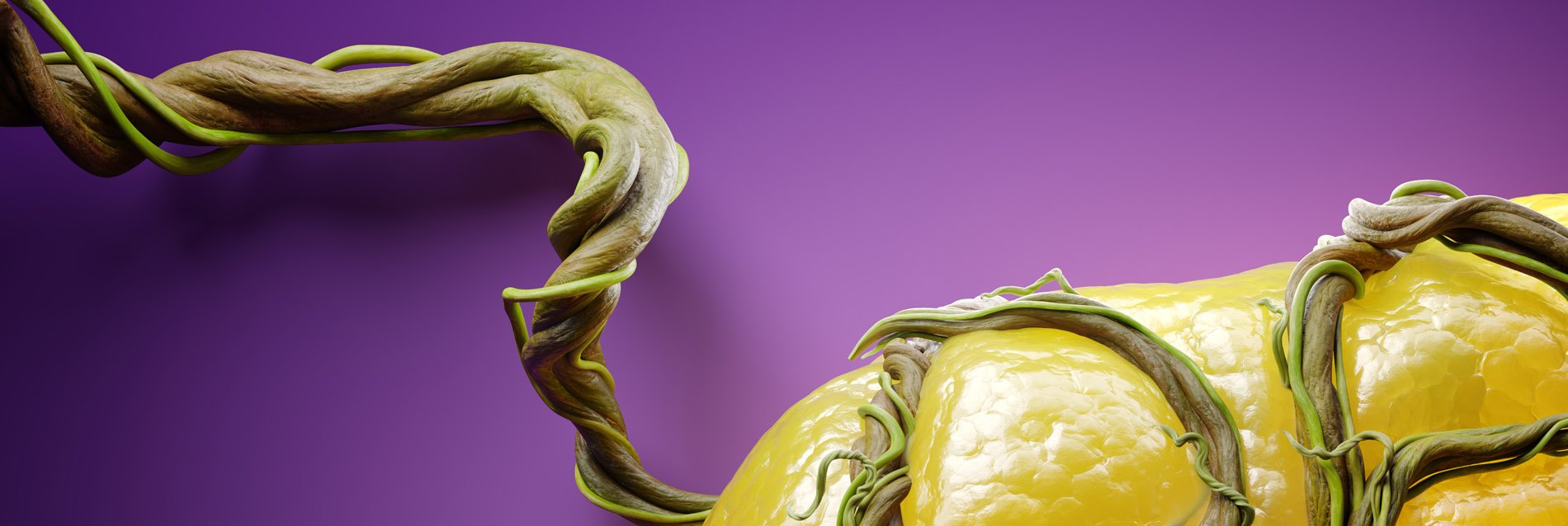 Pancreas Vines, image 2