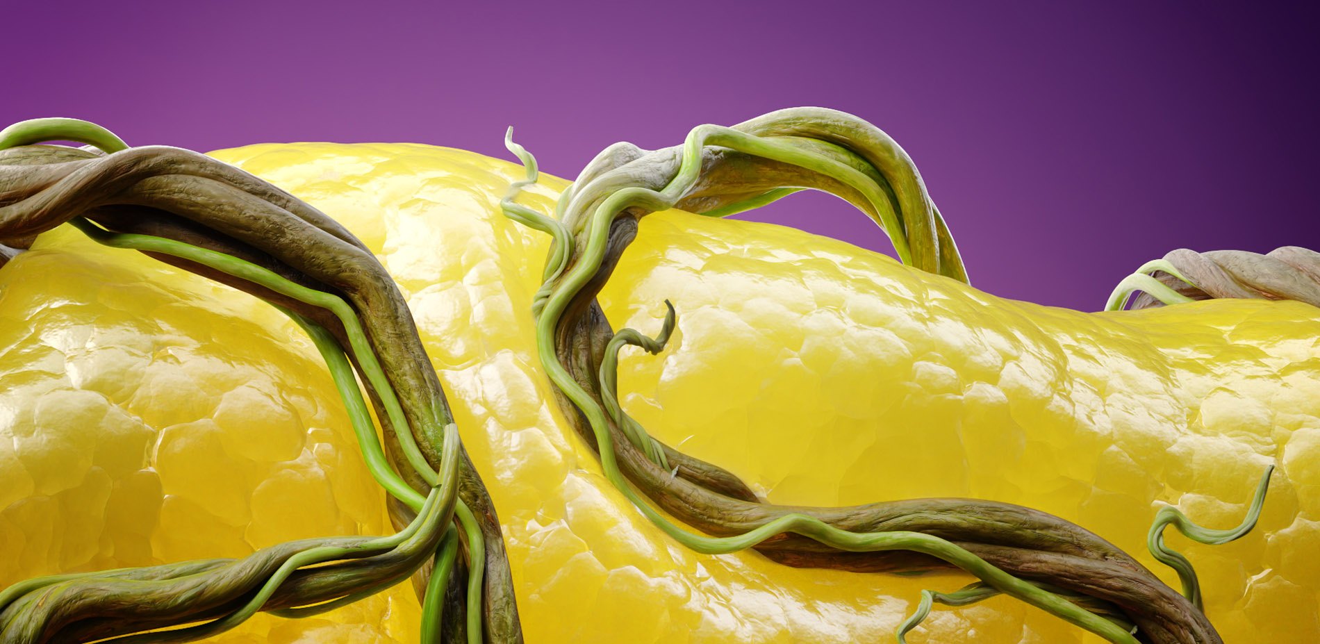 Pancreas Vines, image 3