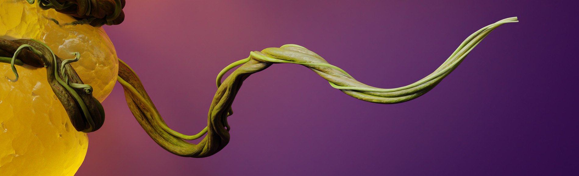 Pancreas Vines, image 4