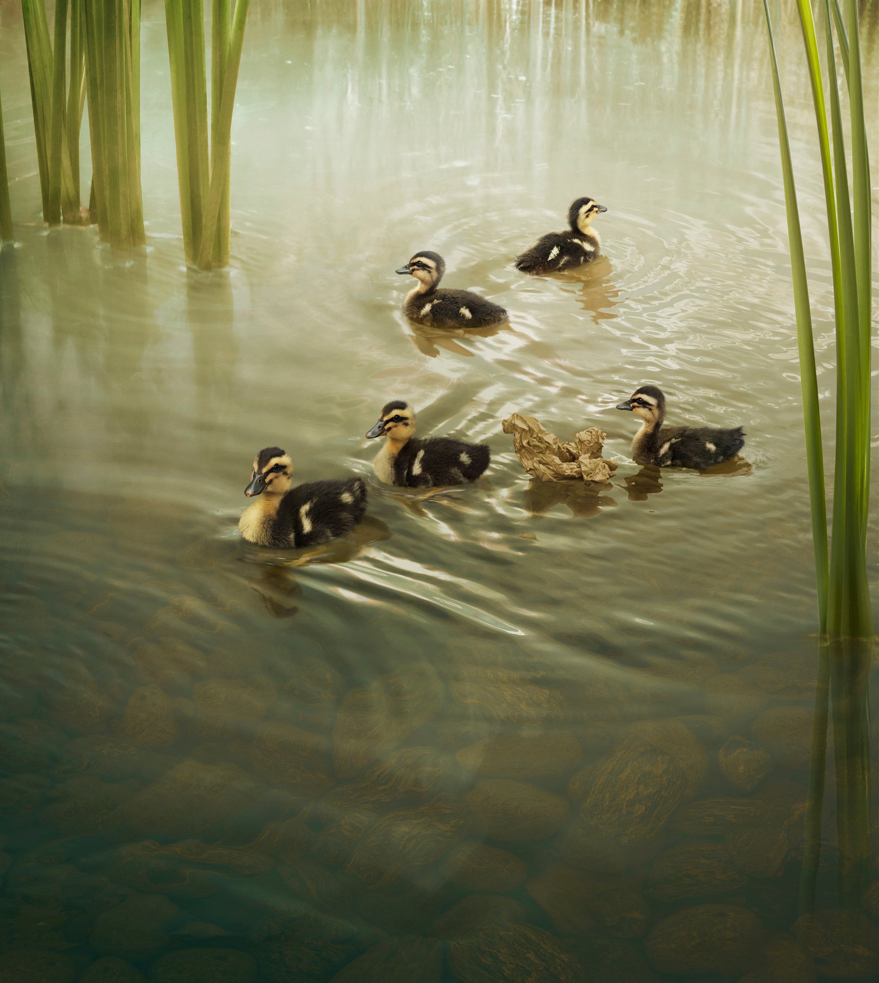 Rubbish Ducks
